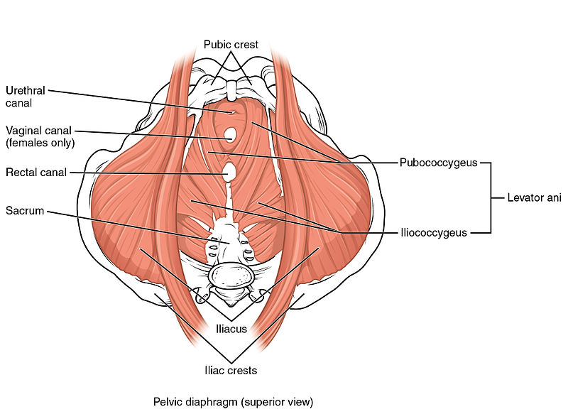 Pelvic floor therapy, what to expect. Female pelvic floor diagram. Every Mother