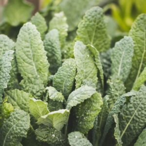 Pregnancy, Fertility, and Breastfeeding Diet: Dark, Leafy Greens